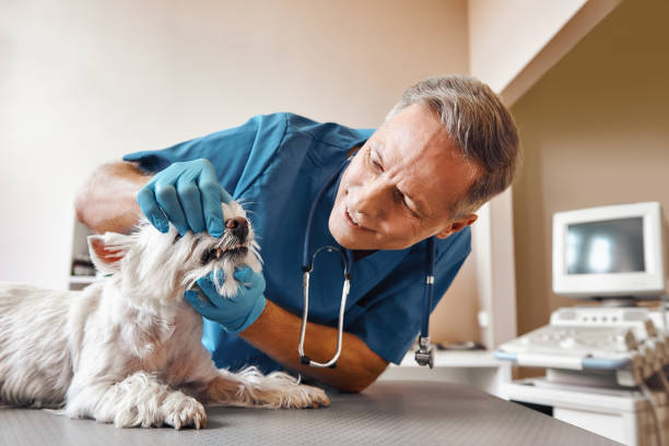 Best Emergency Root Canal Treatment in Vail, CO